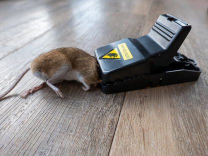 Reusable Mouse Trap – Heavy-Duty Plastic Mice Catcher (Pack)