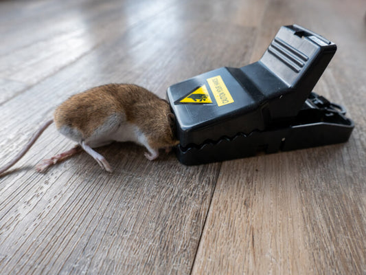 Reusable Mouse Trap – Heavy-Duty Plastic Mice Catcher (Pack)
